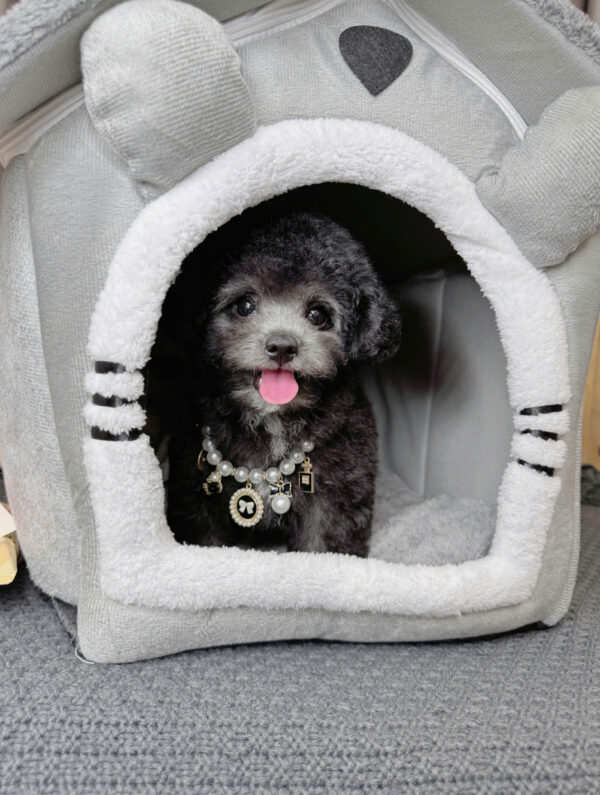 Chó Poodle Đực Màu Xám Size Tiny Mặt Nạ Trắng Mã PD172