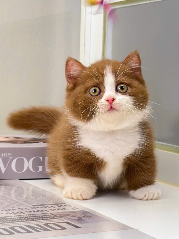 Mèo Anh Lông Ngắn Munchkin Màu Bichoco Chân Lùn Mã AN173