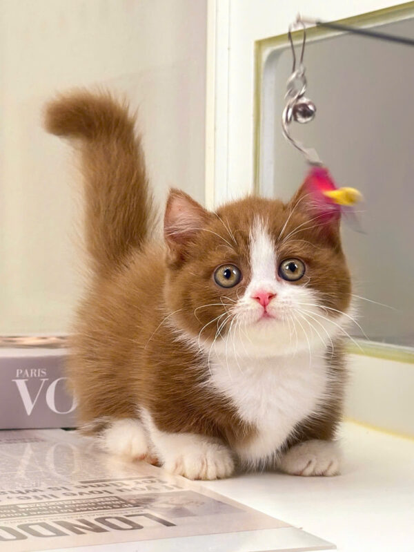 Mèo Anh Lông Ngắn Munchkin Màu Bichoco Chân Lùn Mã AN173