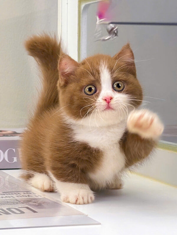 Mèo Anh Lông Ngắn Munchkin Màu Bichoco Chân Lùn Mã AN173