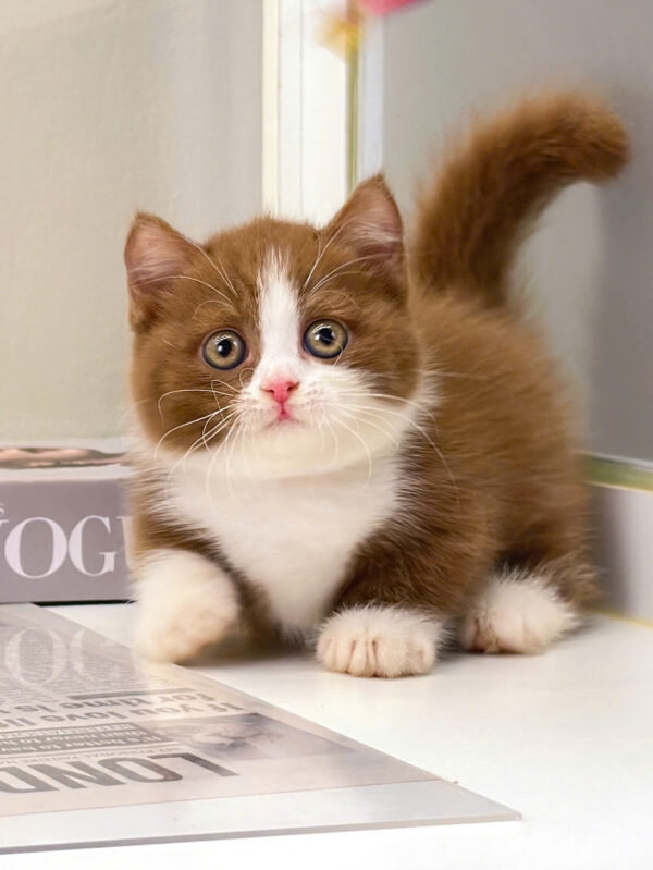Mèo Anh Lông Ngắn Munchkin Màu Bichoco Chân Lùn Mã AN173