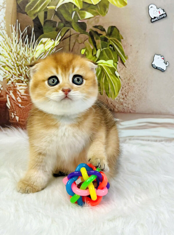 Mèo Anh Lông Ngắn Tai Cụp Scottish Fold Màu Golden Ny11 Mã AN175