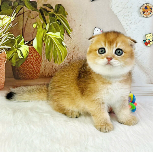 Mèo Anh Lông Ngắn Tai Cụp Scottish Fold Màu Golden Ny11 Mã AN175