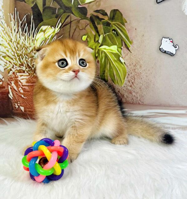 Mèo Anh Lông Ngắn Tai Cụp Scottish Fold Màu Golden Ny11 Mã AN175
