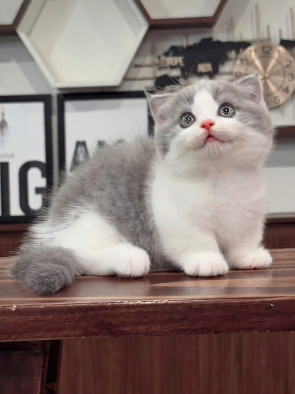 Mèo Anh Lông Ngắn Chân Lùn,Tai Cụp Lửng, Màu Bicolor Mã AN176