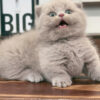 Mèo Anh Lông Ngắn Munchkin Scottish Fold Màu Lillac Đực Mã AN177