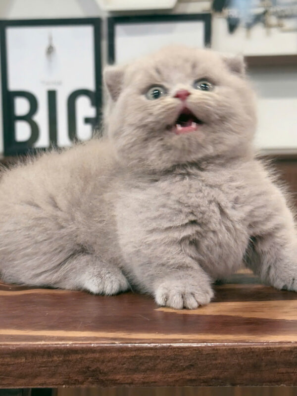 Mèo Anh Lông Ngắn Munchkin Scottish Fold Màu Lillac Đực Mã AN177
