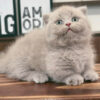 Mèo Anh Lông Ngắn Munchkin Scottish Fold Màu Lillac Đực Mã AN177