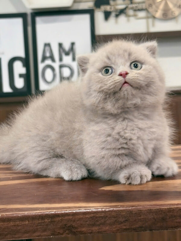 Mèo Anh Lông Ngắn Munchkin Scottish Fold Màu Lillac Đực Mã AN177