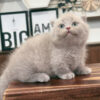Mèo Anh Lông Ngắn Munchkin Scottish Fold Màu Lillac Đực Mã AN177