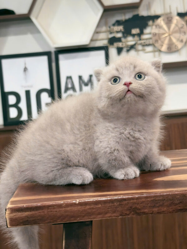 Mèo Anh Lông Ngắn Munchkin Scottish Fold Màu Lillac Đực Mã AN177