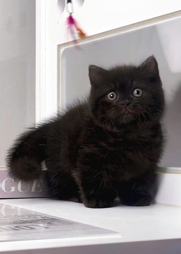 Mèo Anh Lông Ngắn Munchkin Màu Black Đực Mã AN181