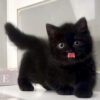 Mèo Anh Lông Ngắn Munchkin Màu Black Đực Mã AN181