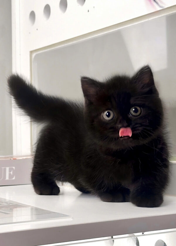 Mèo Anh Lông Ngắn Munchkin Màu Black Đực Mã AN181