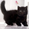 Mèo Anh Lông Ngắn Munchkin Màu Black Đực Mã AN181