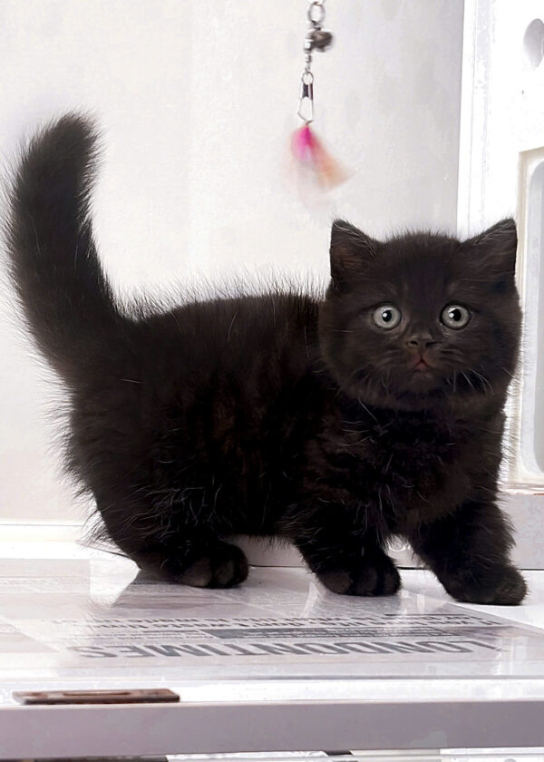 Mèo Anh Lông Ngắn Munchkin Màu Black Đực Mã AN181