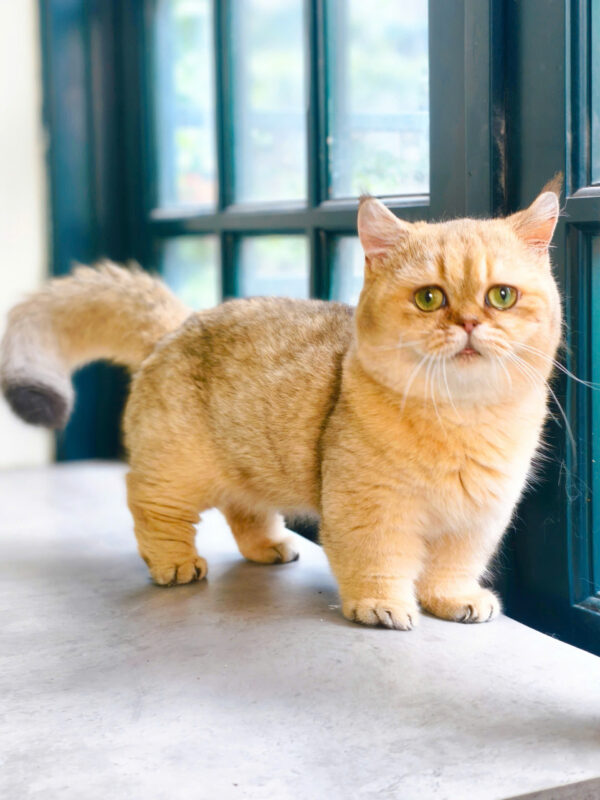 Mèo Anh Lông Ngắn Golden Ny25 Chân Lùn Đực Mã AN183
