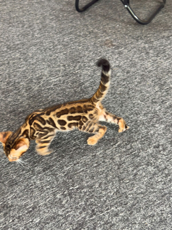 Mèo Bengal Màu Brown Đực Mã BG185