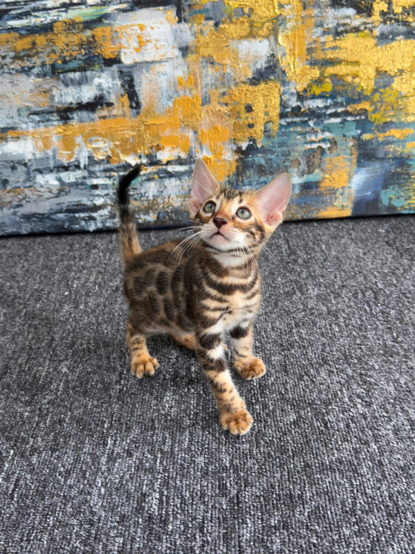 Mèo Bengal Màu Brown Đực Mã BG185