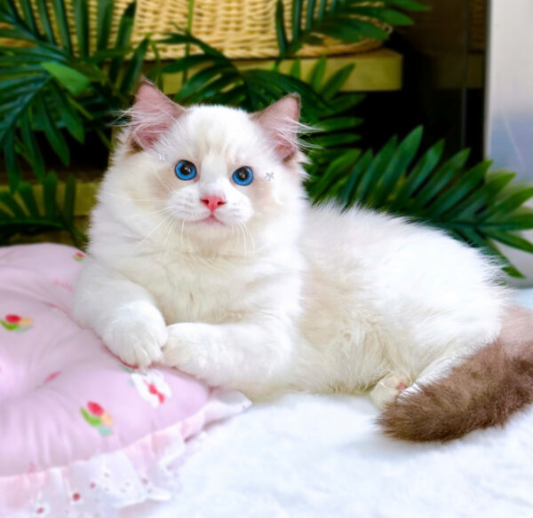 Mèo Ragdoll Màu Xám Trắng Mã RD185