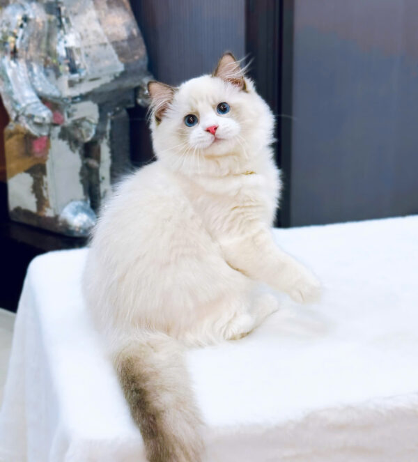 Mèo Ragdoll Màu Xám Trắng Mã RD185