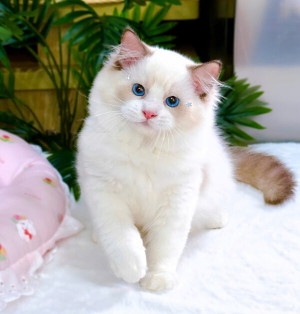 Mèo Ragdoll Màu Xám Trắng Mã RD185