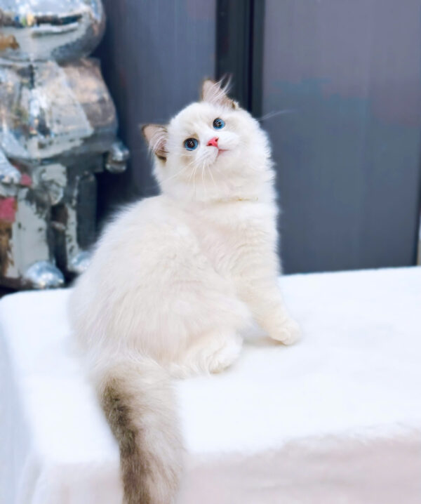 Mèo Ragdoll Màu Xám Trắng Mã RD185