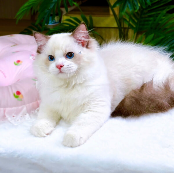 Mèo Ragdoll Màu Xám Trắng Mã RD185