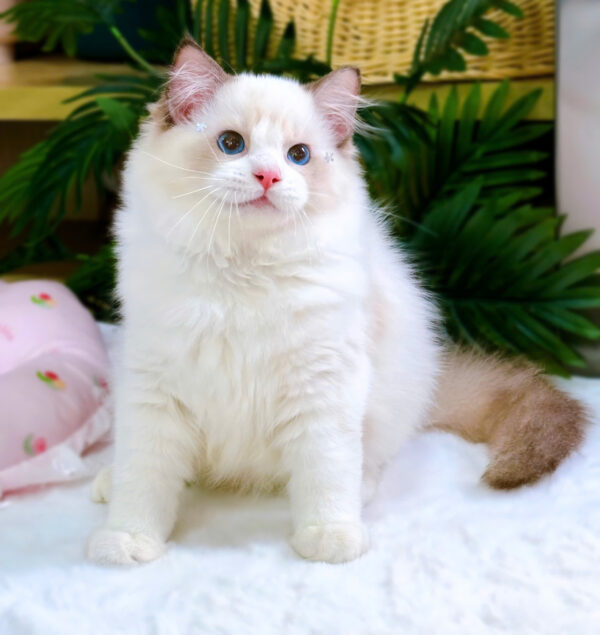 Mèo Ragdoll Màu Xám Trắng Mã RD185