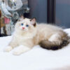 Mèo Ragdoll Màu Xám Trắng Đực Mã RD186