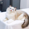 Mèo Ragdoll Màu Xám Trắng Đực Mã RD186