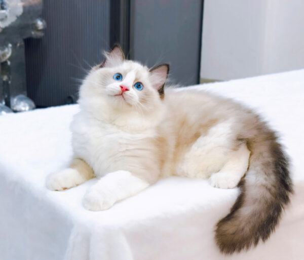 Mèo Ragdoll Màu Xám Trắng Đực Mã RD186