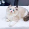 Mèo Ragdoll Màu Xám Trắng Đực Mã RD186