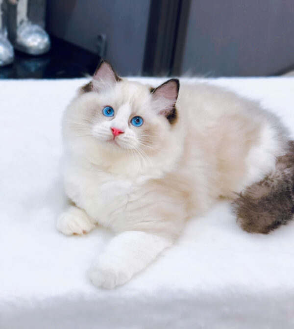 Mèo Ragdoll Màu Xám Trắng Đực Mã RD186