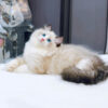 Mèo Ragdoll Màu Xám Trắng Đực Mã RD186