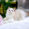 Mèo Ragdoll Màu Xám Trắng Cái Mã RD188