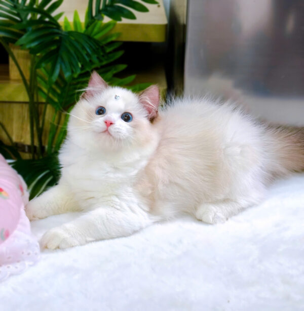 Mèo Ragdoll Màu Xám Trắng Cái Mã RD188