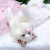 Mèo Ragdoll Màu Xám Trắng Cái Mã RD188