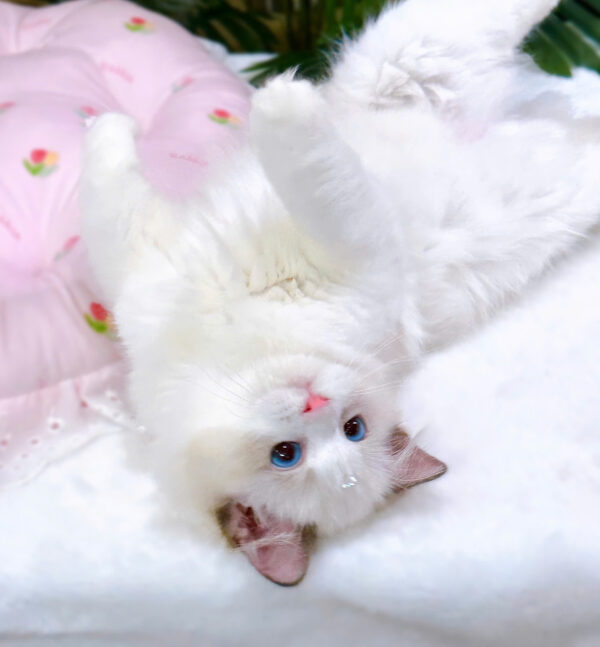 Mèo Ragdoll Màu Xám Trắng Cái Mã RD188