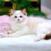 Mèo Ragdoll Màu Xám Trắng Cái Mã RD188