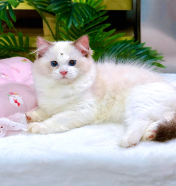 Mèo Ragdoll Màu Xám Trắng Cái Mã RD188