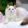 Mèo Ragdoll Màu Xám Trắng Cái Mã RD188