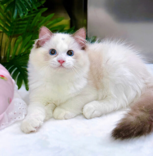 Mèo Ragdoll Màu Xám Trắng Cái Mã RD188