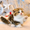 Mèo Scottish Fold Chân Lùn Màu Sọc Dưa Mã RD190