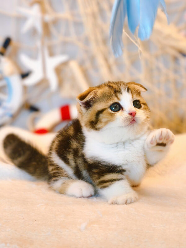 Mèo Scottish Fold Chân Lùn Màu Sọc Dưa Mã RD190