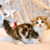 Mèo Scottish Fold Chân Lùn Màu Sọc Dưa Mã RD190