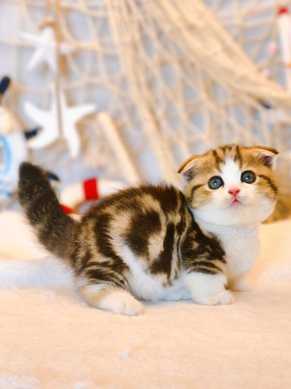 Mèo Scottish Fold Chân Lùn Màu Sọc Dưa Mã RD190