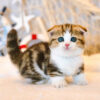 Mèo Scottish Fold Chân Lùn Màu Sọc Dưa Mã RD190