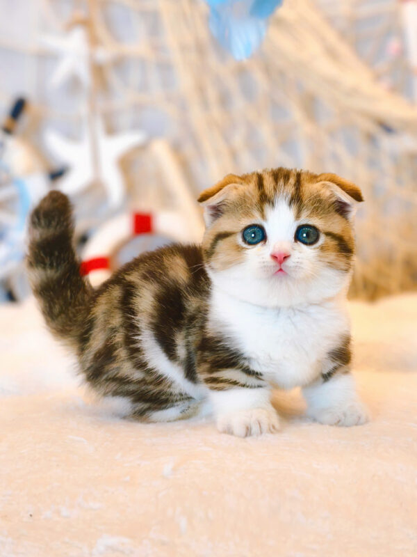 Mèo Scottish Fold Chân Lùn Màu Sọc Dưa Mã RD190