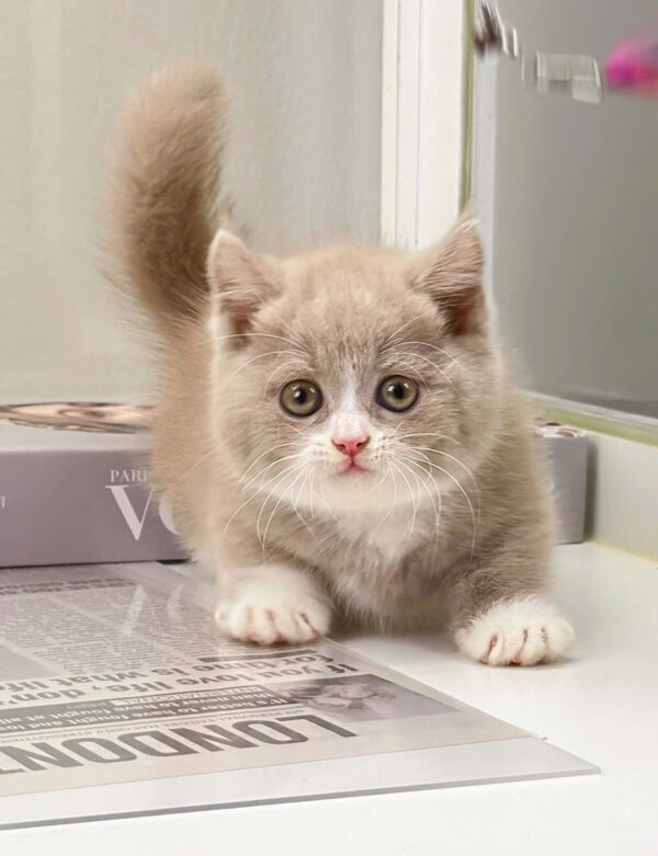 Mèo Munchkin Màu Bililac Mã AN192